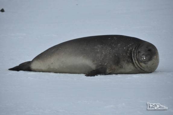 Um filhote de elefante marinho nos observa em Turret Point, em King George Island, na Antártida